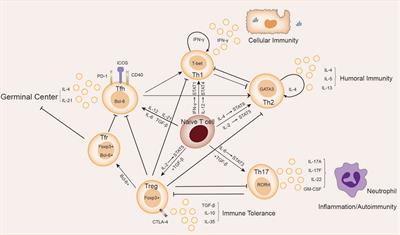 Helper T Cells in Idiopathic Membranous Nephropathy
